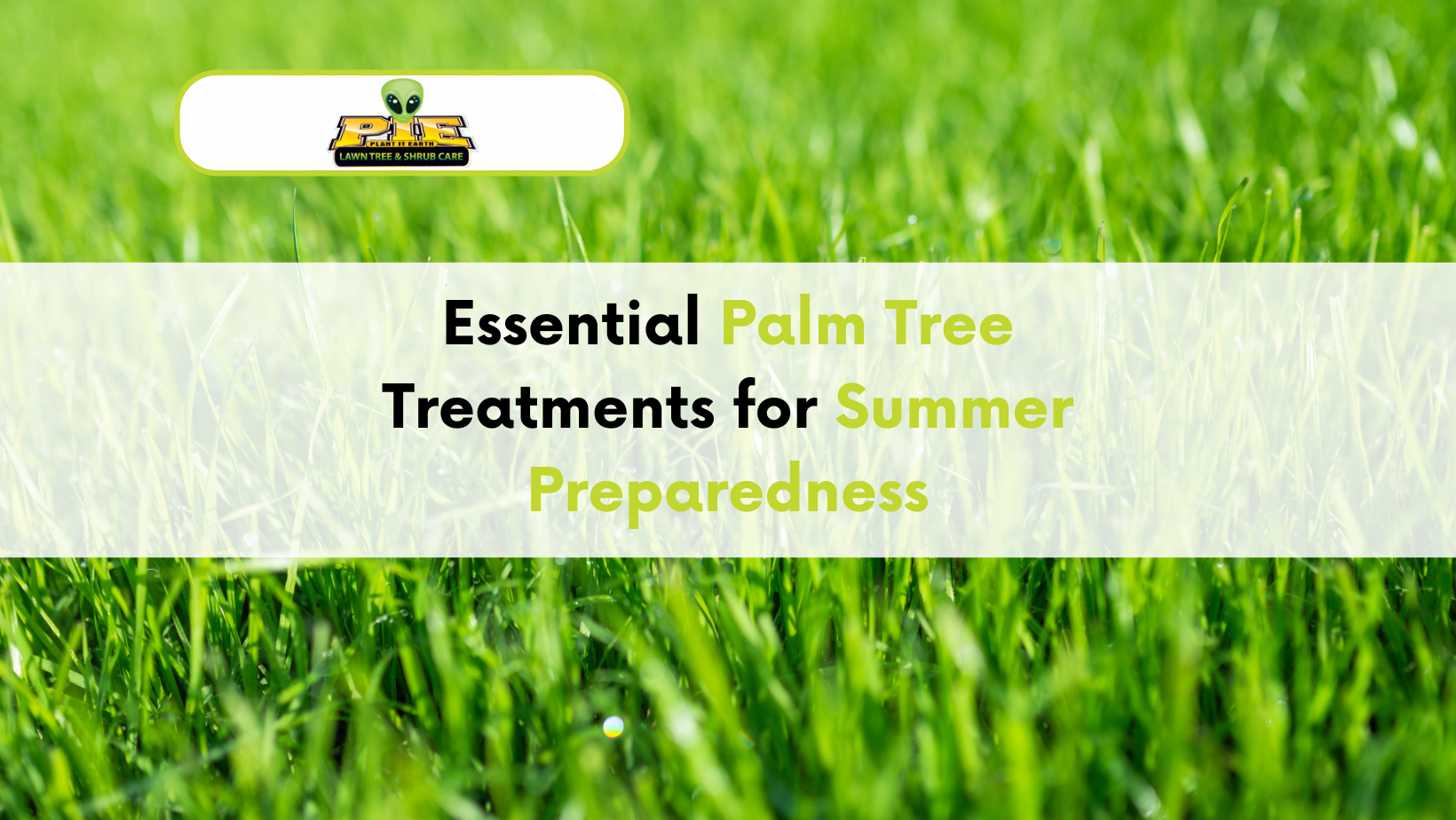 Palm Tree Treatments