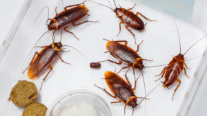 A close-up of several brown cockroaches in a trap, highlighting the need for pest control during late summer