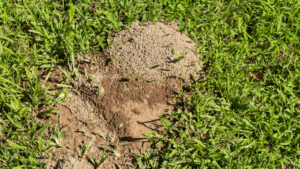 Fire ant mounds can appear suddenly in your yard, posing a danger to you and your pets