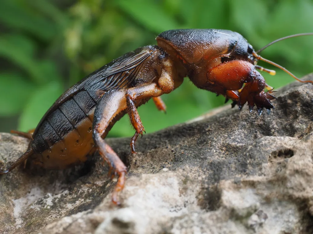 How to Identify, Prevent, and Get Rid of Mole Crickets in Your Lawn