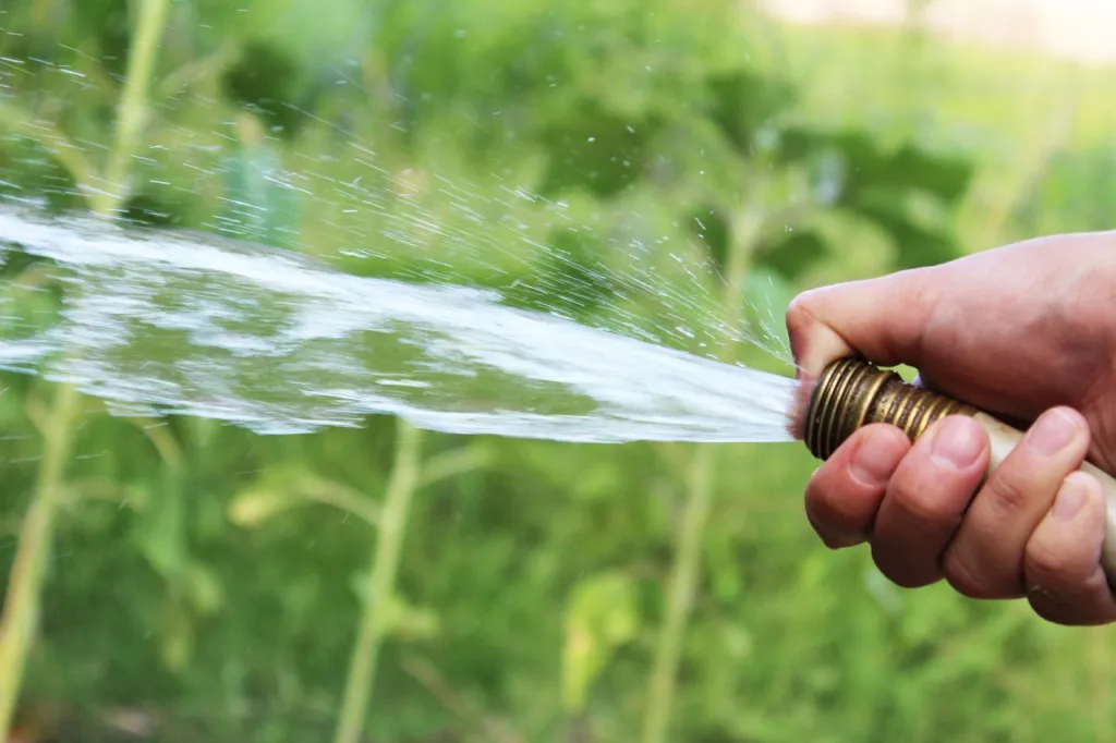 Florida Lawn Tips: The Best Time to Water Grass