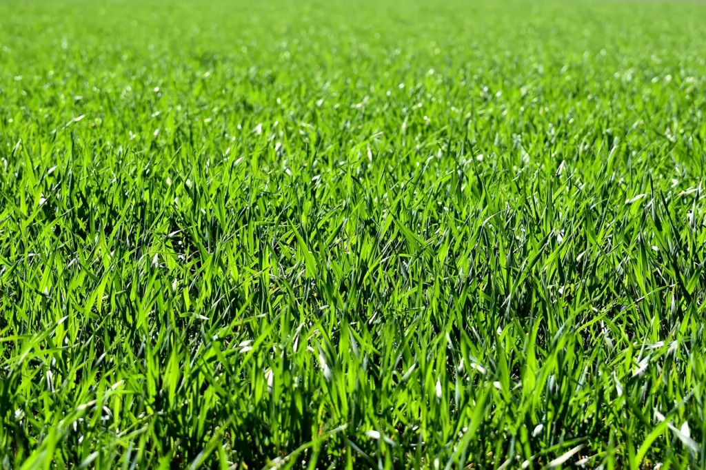 Florida Homeowners: Is Dethatching Your Lawn Worth It?