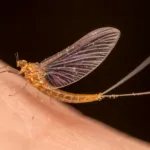 You’ll Hardly Believe the Truth About Mayflies