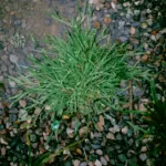 How Crabgrass Preventer Guards Your Lawn in Tampa & Sarasota 