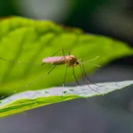 Natural Mosquito Repellent Plants & Oils for Tampa, FL